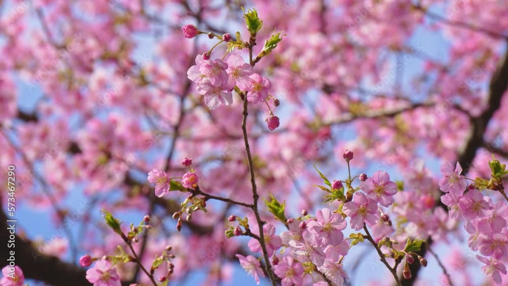 2023年初満開！美しい河津桜