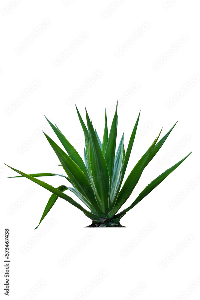 Agave is a tropical drought tolerant plant with sharp thorns isolated on white background and cutting path. Agave is a tropical drought tolerant plant with sharp thorns isolated on white background and cutting path.