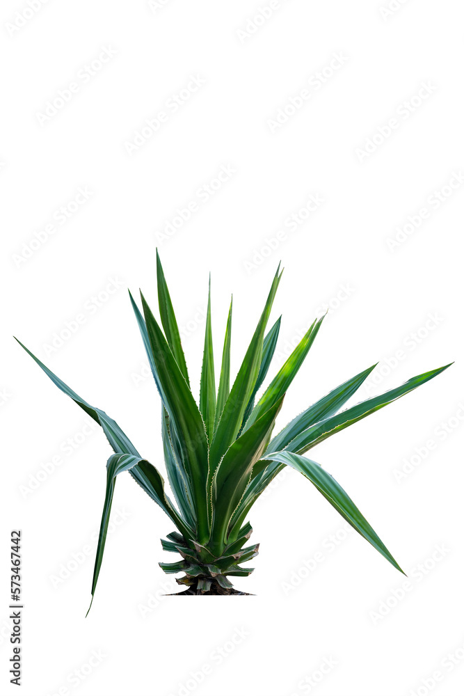 Obraz premium Agave is a tropical drought tolerant plant with sharp thorns isolated on white background and cutting path.