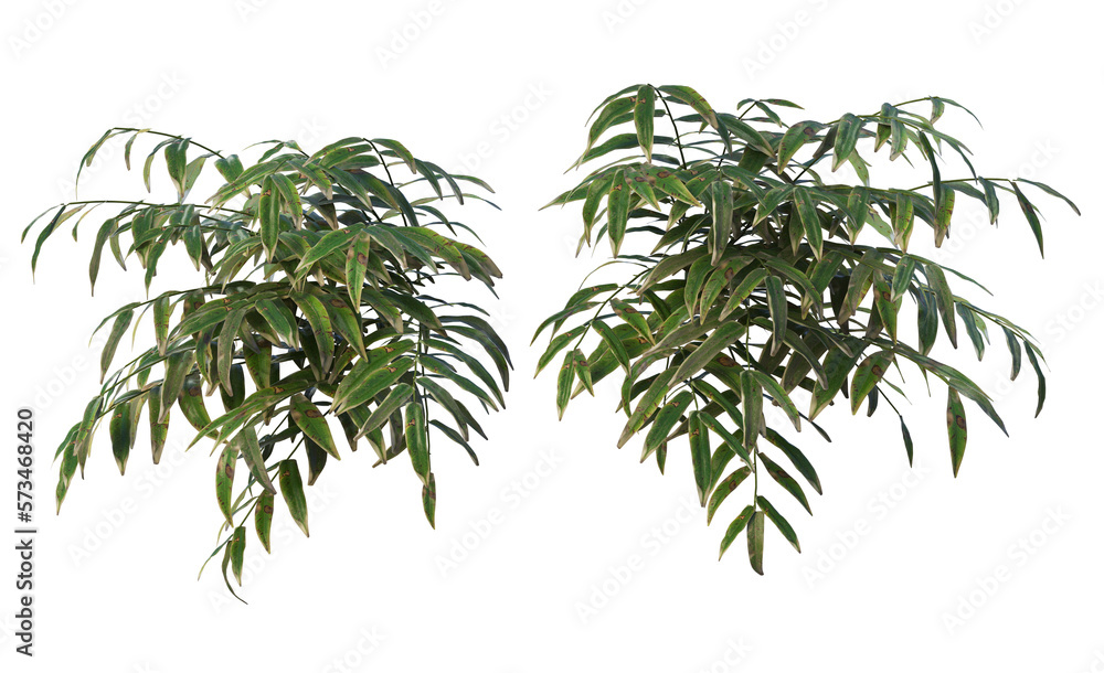 Plants and shrubs on a transparent background Plants and shrubs on a transparent background