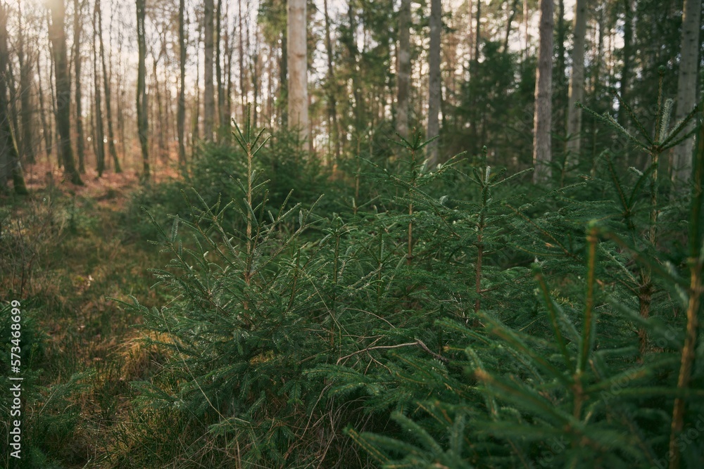 Reforestation concept. Young sprouts of coniferous trees. Small sapling of spruce grows in the forest ground with green moss. Small coniferous tree. Reforestation concept. Young sprouts of coniferous trees. Small sapling of spruce grows in the forest ground with green moss. Small coniferous tree.