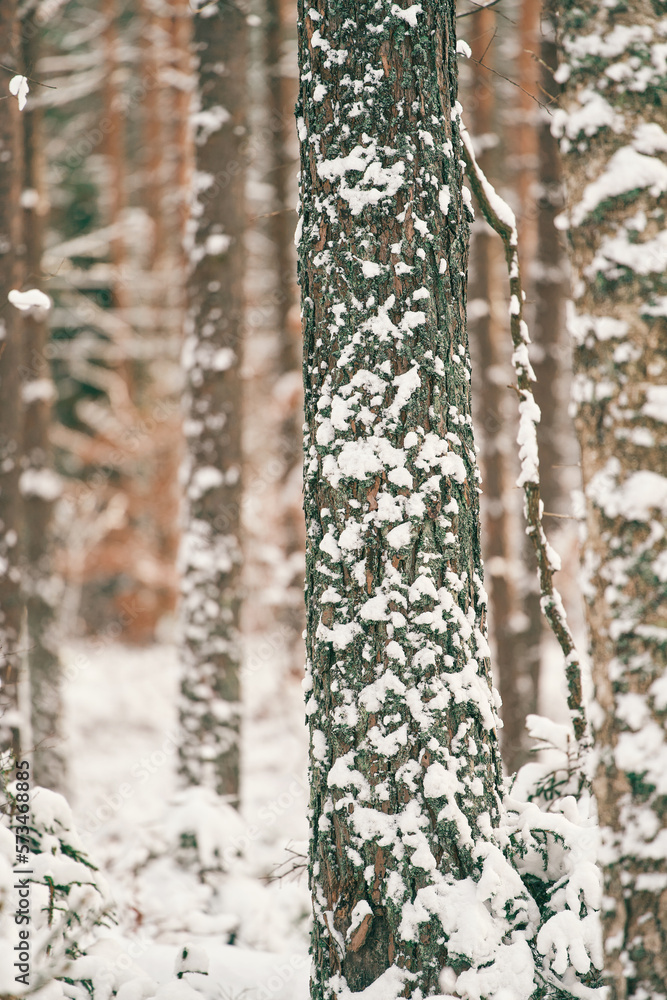 Obraz premium Snow covered tree bark in the winter woods. Close up of a tree texture at winter.