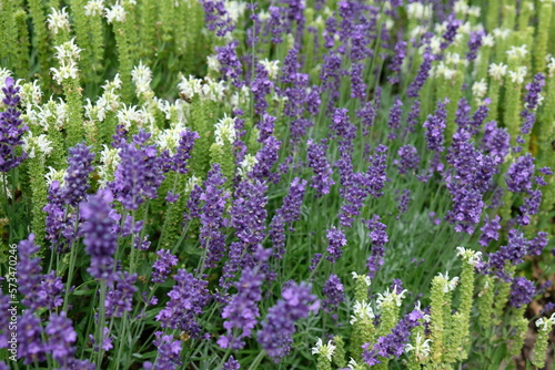 FU 2022-07-09 ResaTour 88 Im Beet blühen Pflanzen mit lila Blüten