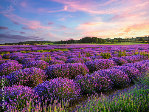  lavender fields in the summer