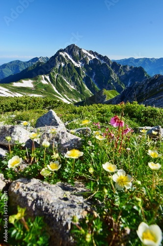 立山アルパインを彩る花々