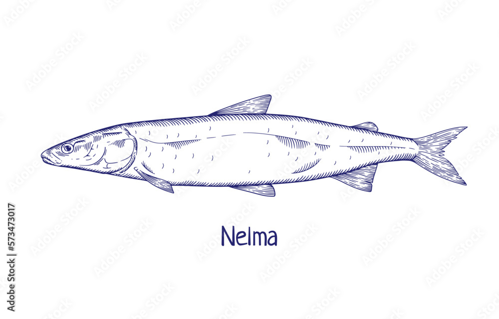 Fototapeta premium Stenodus nelma, vintage water fauna drawing. Engraved outlined sea, etched ocean fish. Marine sheefish drawn in retro style. Detailed handdrawn vector illustration isolated on white background