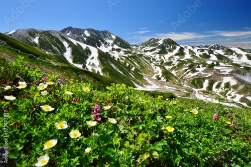 立山アルパインを彩る花々