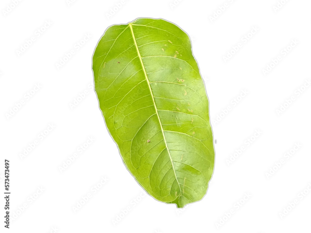 Fototapeta premium green leaf isolated on white