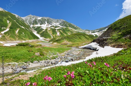 立山アルパインを彩る花々