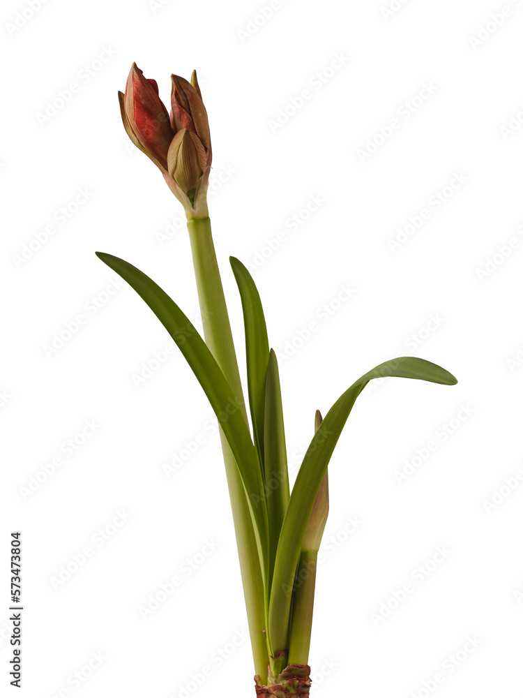 Fototapeta premium Double hippeastrum (amaryllis) on white background isolated