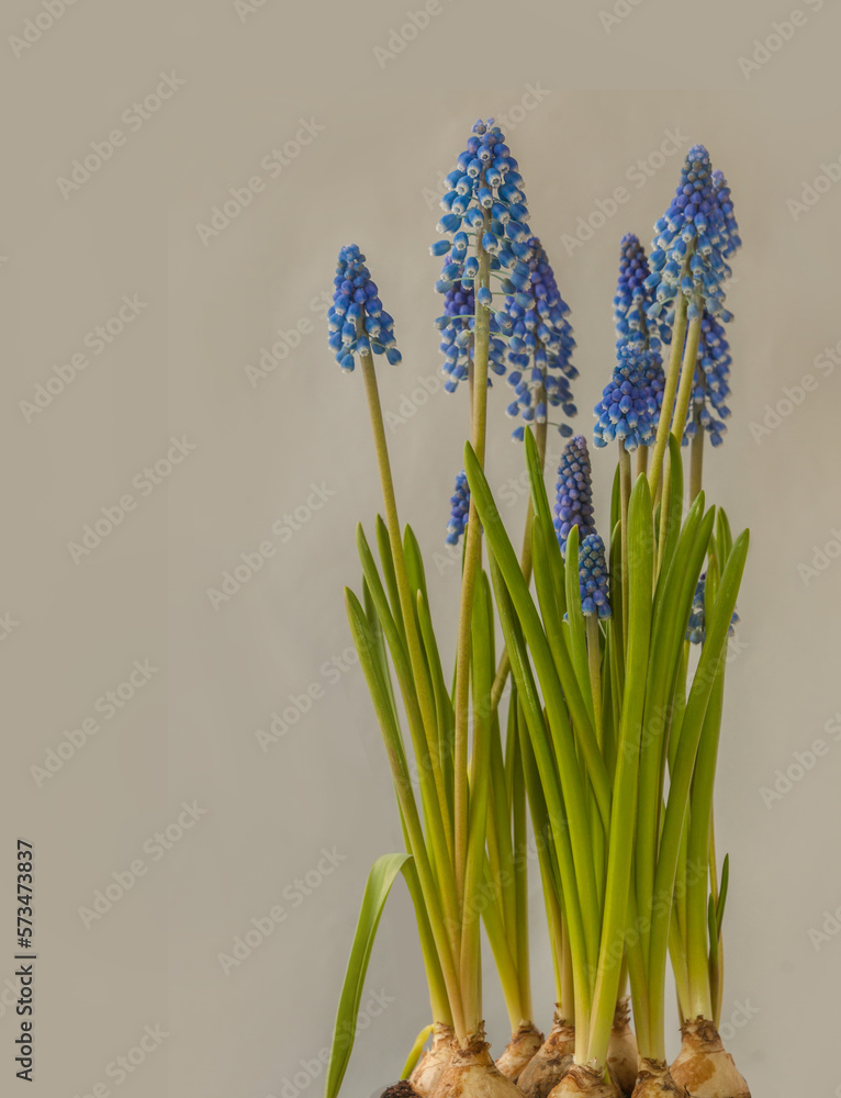 Fototapeta premium Blue muscari on gray background