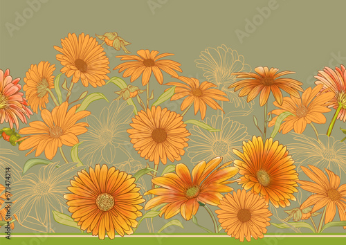 Calendula medicinal herbs and flowers seamless pattern, background. Vector illustration.