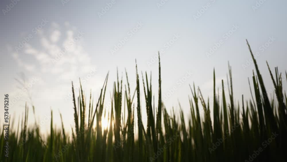 silhouette green rice field at sunset