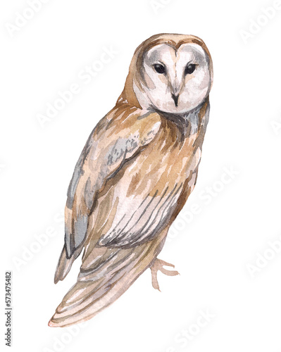 Barn owl watercolor isolated on white background. Realistic illustration for children's room decor decor, design of children's things, clothes.