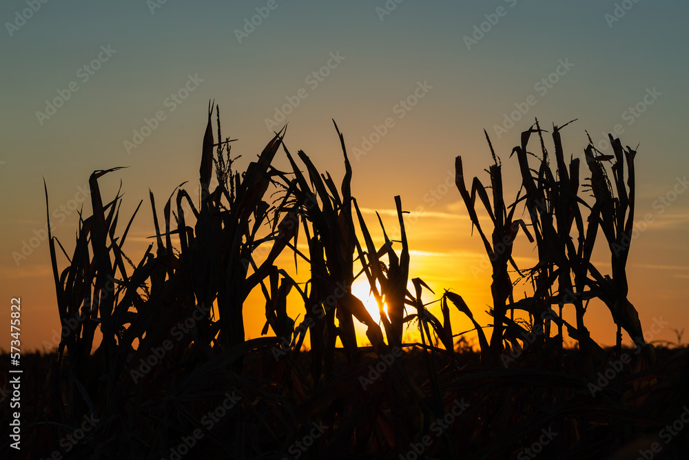 A beautiful silhouette of corn against the sunset bright sky of orange color. A beautiful silhouette of corn against the sunset bright sky of orange color.