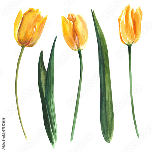 Beautiful tulips on a white background. Isolate. Watercolor illustration. Watercolor template on colorful background. Watercolor texture. Greeting card template. White color background.