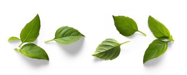seasoning herb fresh leaves basil isolated on transperent background