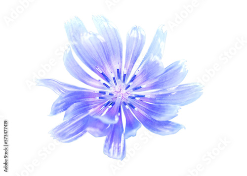 Isolated blue chicory flower. Macro of intybus. Coffee alternative. Inulin  