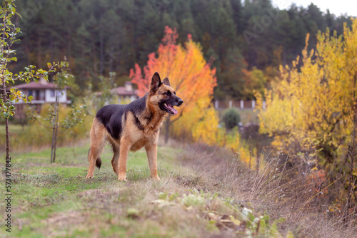 Adorable German shepherd standing in autumn park