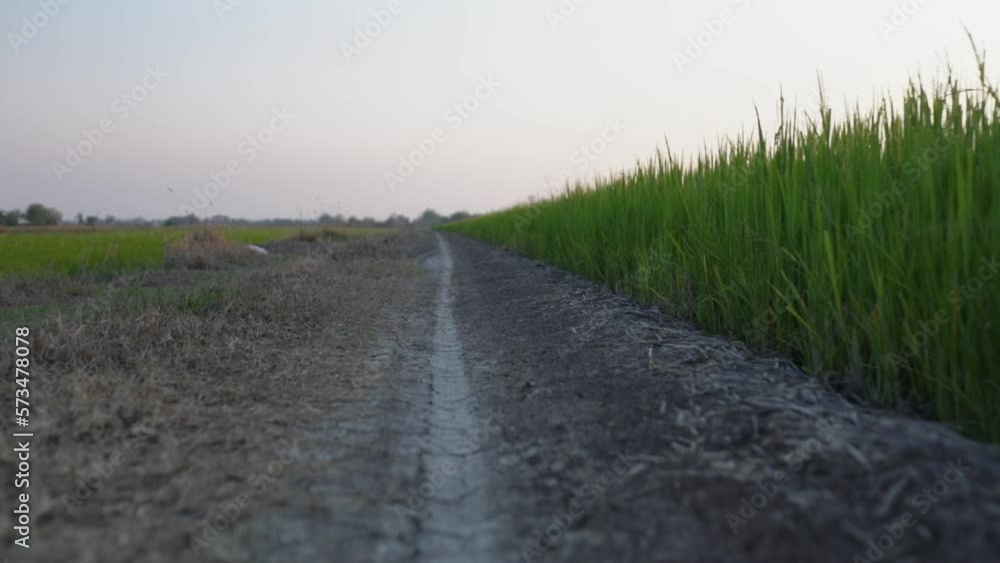 road path in the green rice field road path in the green rice field
