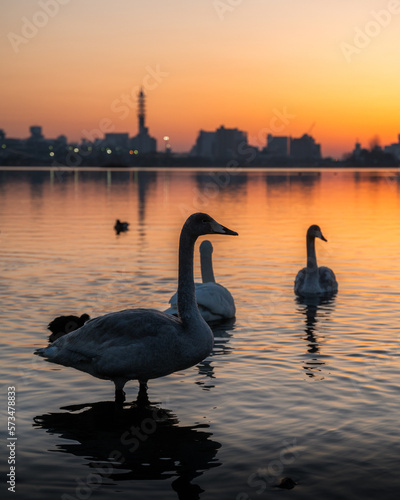茨城県水戸市　野鳥飛び交う千波湖の冬の朝