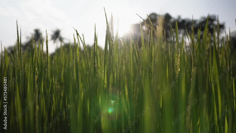green rice field grass in the wind green rice field grass in the wind