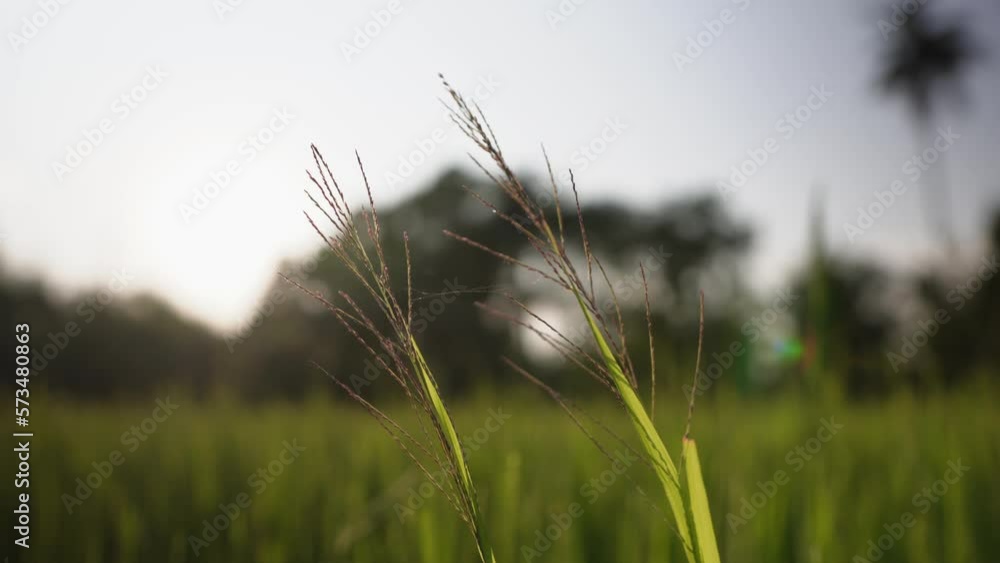 sunset in the green rice field sunset in the green rice field