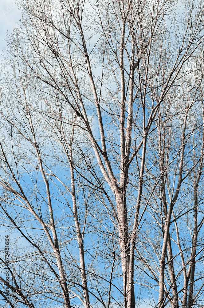 Leafless trees background under the bright morning sunlight. Leafless trees background under the bright morning sunlight.
