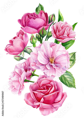 Pink roses on isolated white background, watercolor botanical illustration flower, hand drawn, spring flora for design