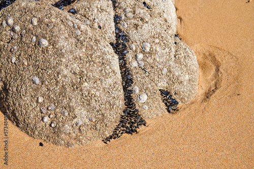 Felsen am Strand mit Muscheln und Napfschnecken bewachsen. photo