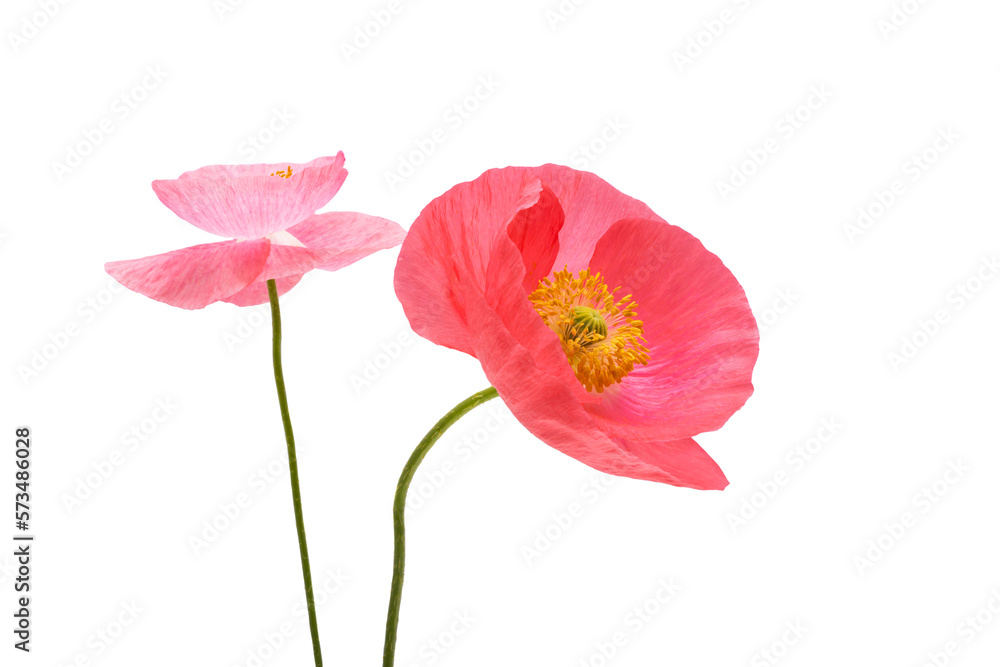 Naklejka premium beautiful poppy flowers isolated