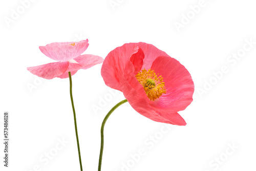 beautiful poppy flowers isolated