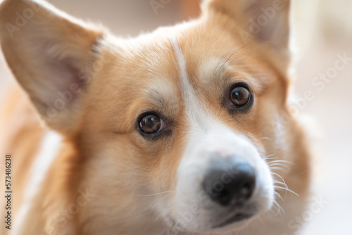 welsh corgi pembroke dog portrait