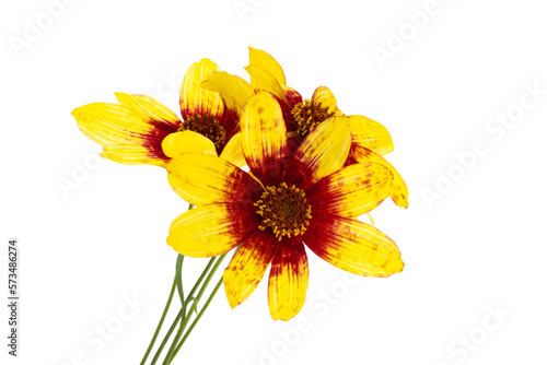 Coreopsis isolated