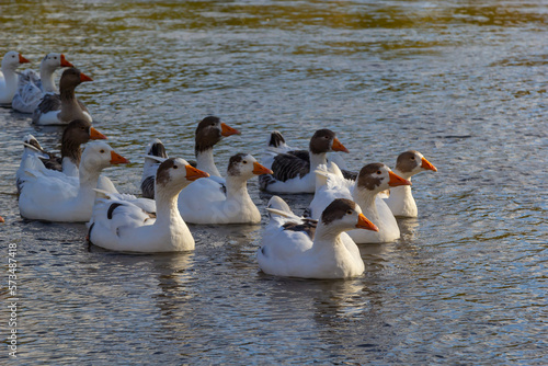 Foto Domestic geese swim in the river