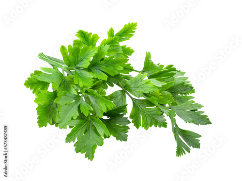 fresh parsley herb isolated on transparent png