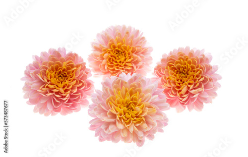 Fototapeta Naklejka Na Ścianę i Meble -  beautiful chrysanthemum isolated
