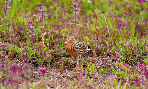 bird watching on the grass, Red-throated Pipit, Anthus cervinus