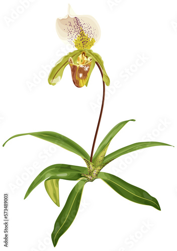Venus slipper orchid, Paphiopedilum. Tropical plant. Botanical vector illustration.
