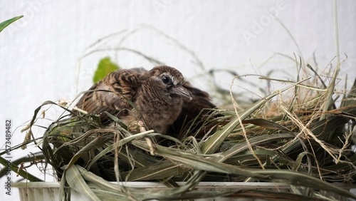 Selective focus feeding and drinking turtledove pigeon young baby bird. leisure activity at home take care of pet 