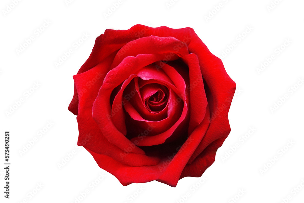 Spring beautiful red rose isolate background for valentine's day, mother's day, summer or love cards. Spring beautiful red rose isolate background for valentine's day, mother's day, summer or love cards.