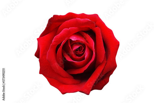 Fototapeta Naklejka Na Ścianę i Meble -  Spring beautiful red rose isolate background for valentine's day, mother's day, summer or love cards.