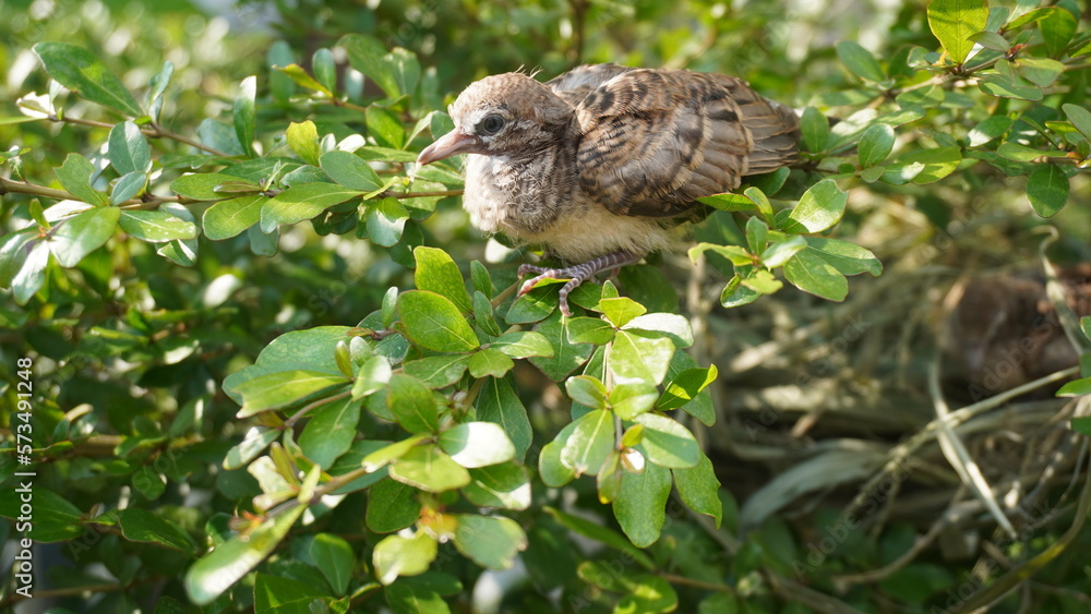 Selective focus turtledove baby young bird on a tree branch with their nest Selective focus turtledove baby young bird on a tree branch with their nest