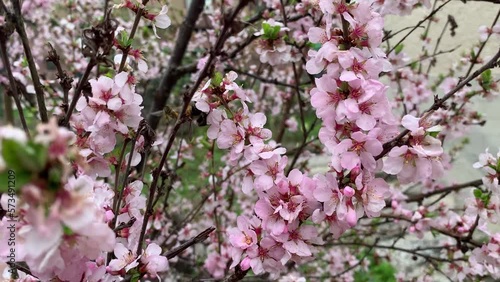 Wallpaper Mural Blooming cherry branch in spring in bloom. Pink delicate flowers. Torontodigital.ca