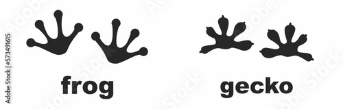 frog and gecko footprints isolated on white baground. vector