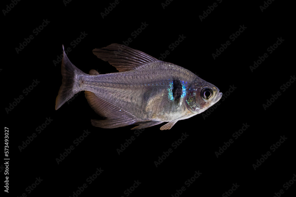 Aquarium fish Aquarium fish