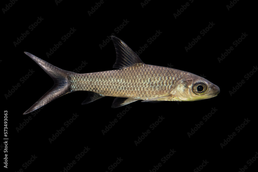 Aquarium fish Aquarium fish