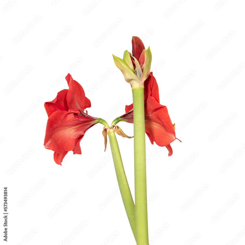 Red decorative flower. Decorative flower, isolated. Seamless background. Precision cut and flawless finish make it easy to incorporate the image into your projects Red decorative flower. Decorative flower, isolated. Seamless background. Precision cut and flawless finish make it easy to incorporate the image into your projects