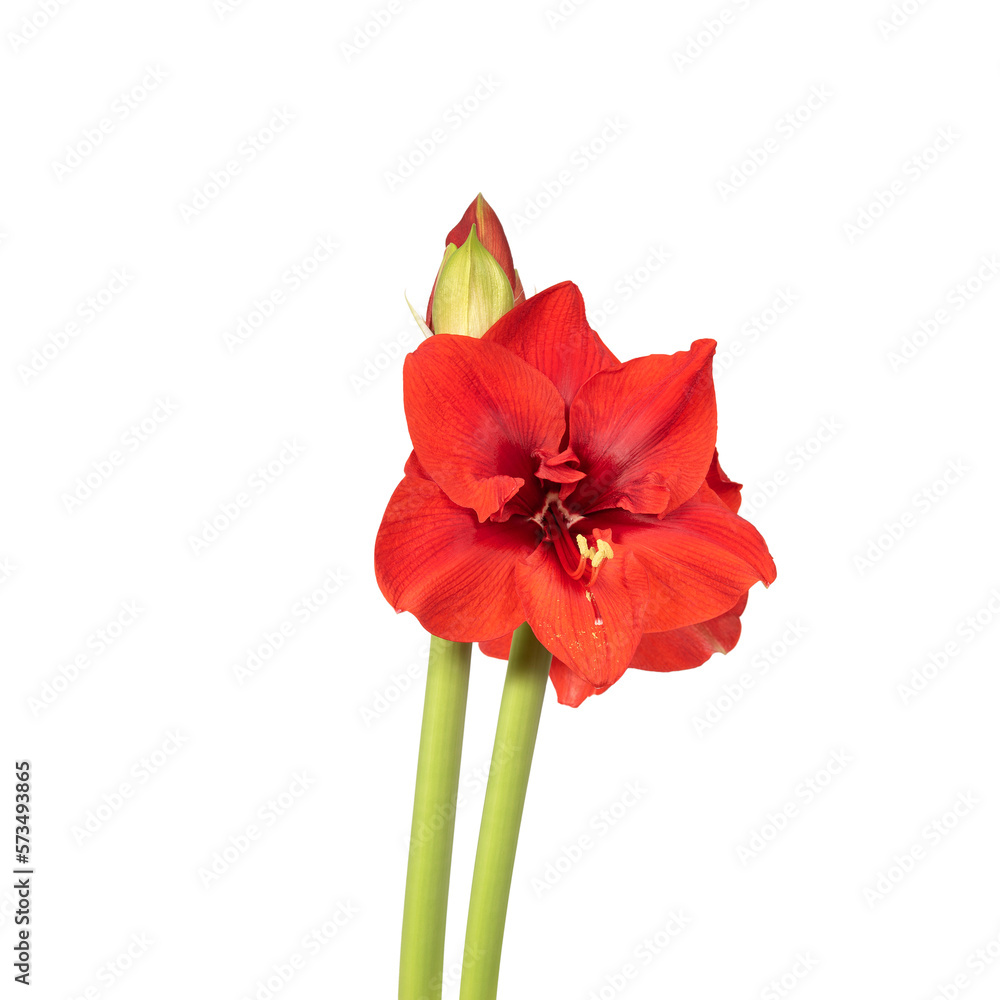 Red lily winter flower. Decorative flower, isolated. Seamless background. Precision cut and flawless finish make it easy to incorporate the image into your projects Red lily winter flower. Decorative flower, isolated. Seamless background. Precision cut and flawless finish make it easy to incorporate the image into your projects