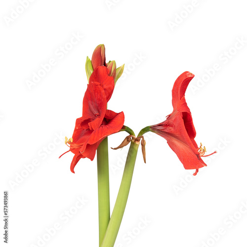 Winter bouquet. Red lily flower. Decorative flower, isolated. Seamless background. Precision cut and flawless finish make it easy to incorporate the image into your projects